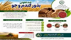 ضدعفونی بذور گندم و جو